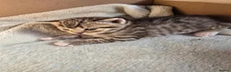 Mixed Breed cats for sale: British Shorthair mix kittens  - Advert 28