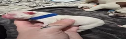 French Bulldog dogs for sale: French bulldog puppies - Advert 23