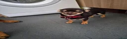 Chihuahua dogs for sale: Chihuahua  - Advert 5