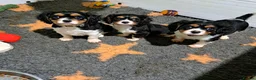 Cavalier King Charles Spaniel dogs for sale: Beautiful Tri-Colour Cavalier King Charles Puppies - Advert 9