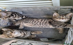 Persian cats for sale: These are 1/4 Perisan kittens  - Image 6