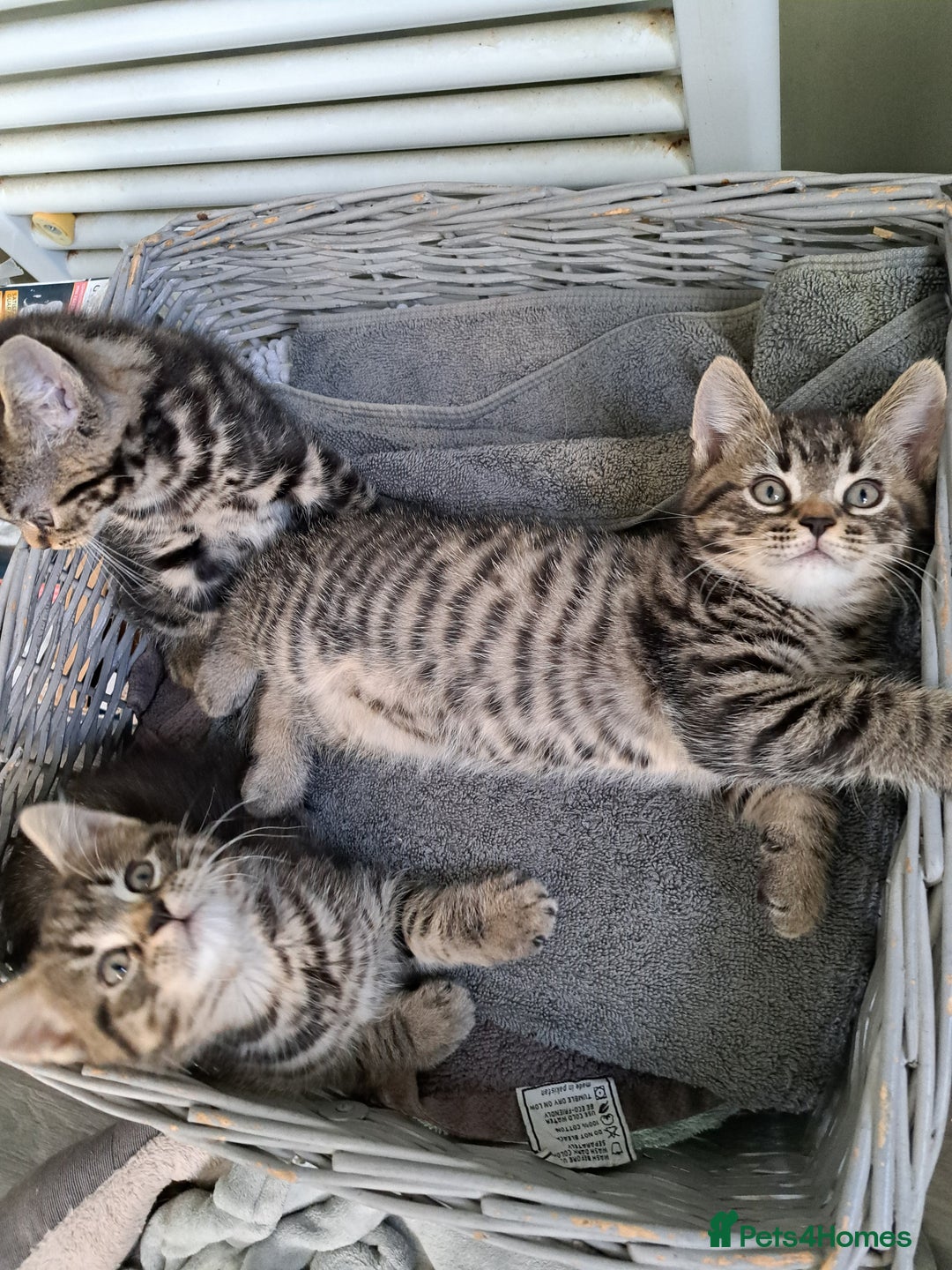 Persian cats for sale: These are 1/4 Perisan kittens  - Image 6
