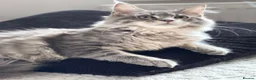 Maine Coon cats for sale: 🐾 STUNNING MAINE COON BOY – UNIQUE COAT 🐾 - Advert 7