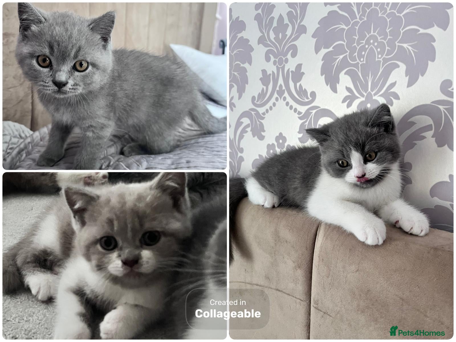 British Shorthair cats Lovely British Shorthair Kittens - Advert 16