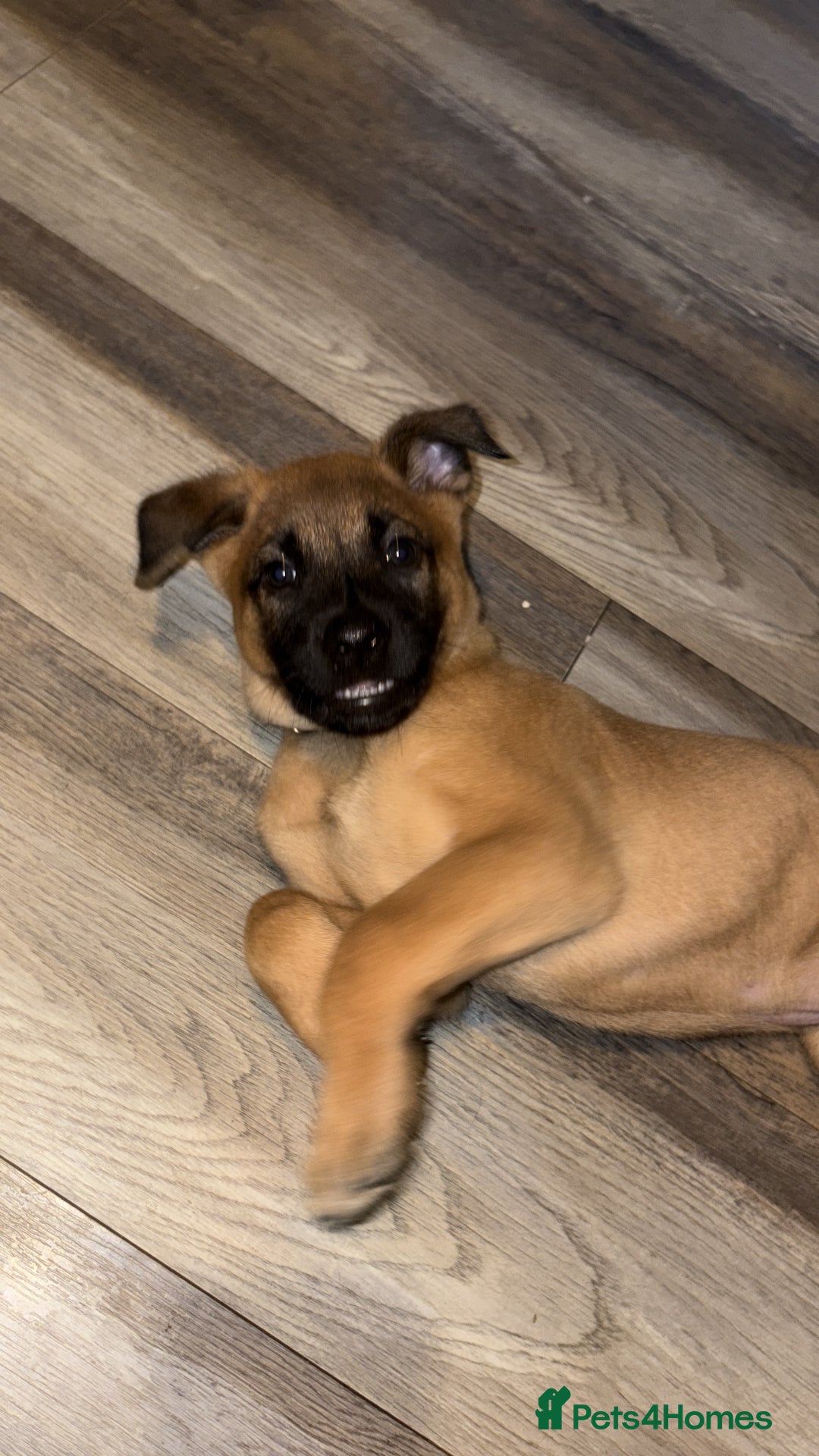 Mixed Breed dogs for sale: Mali puppies  - Advert 4