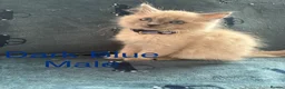 Ragdoll cats for sale: 5 Ragdoll Kittens For Sale - Advert 15