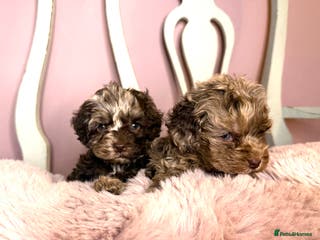 Cockapoo dogs Lovely American Cockapoo Pups Chocolates & Merles - Advert 3