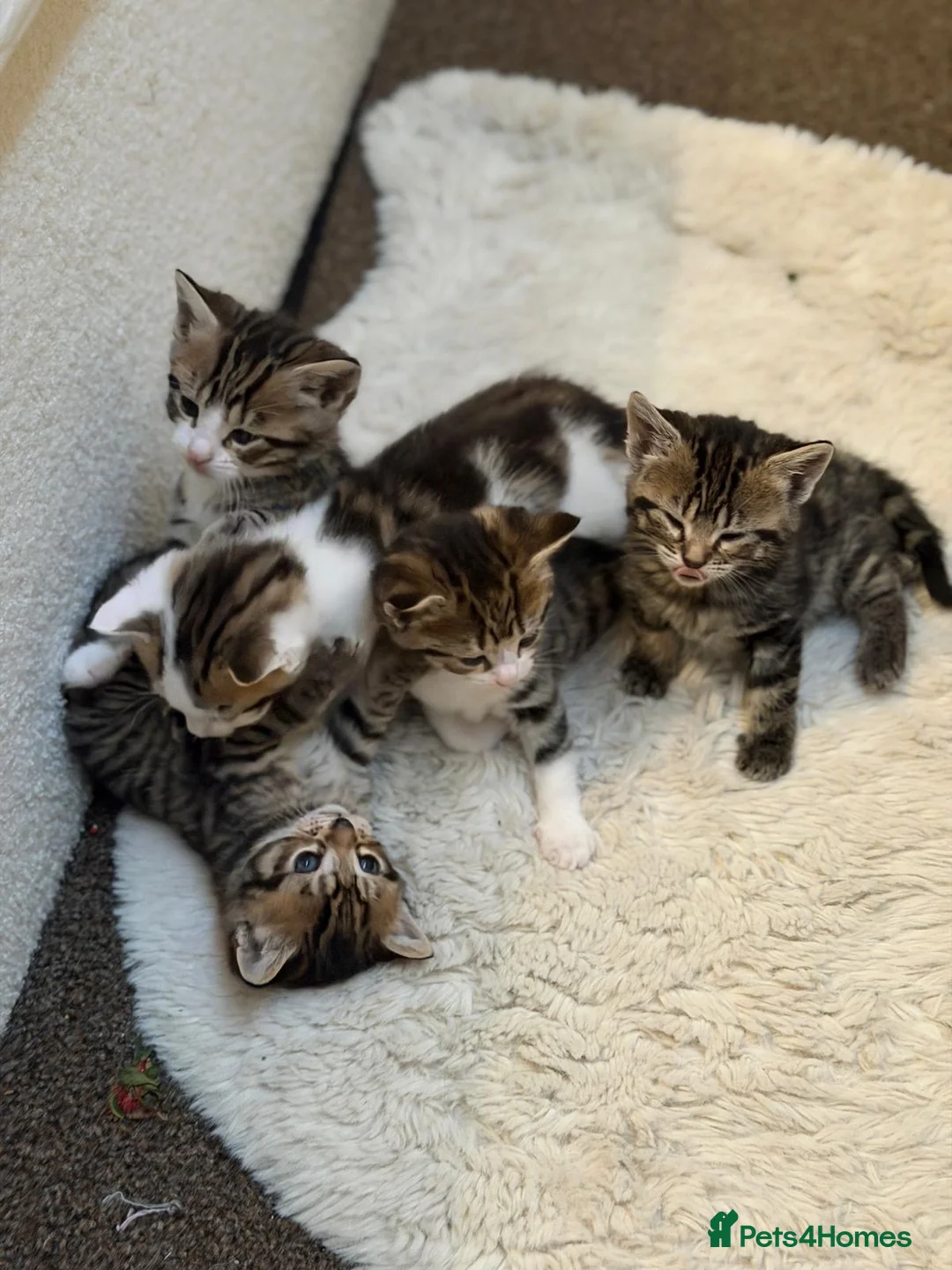 Mixed Breed cats for sale: 5 kittens ready to go 15/05/2026 - Advert 1