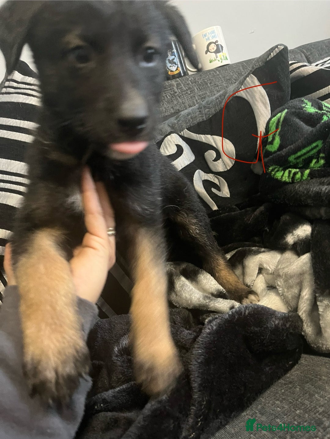 Mixed Breed dogs for sale: Pups for sale in Skelmersdale - Image 6