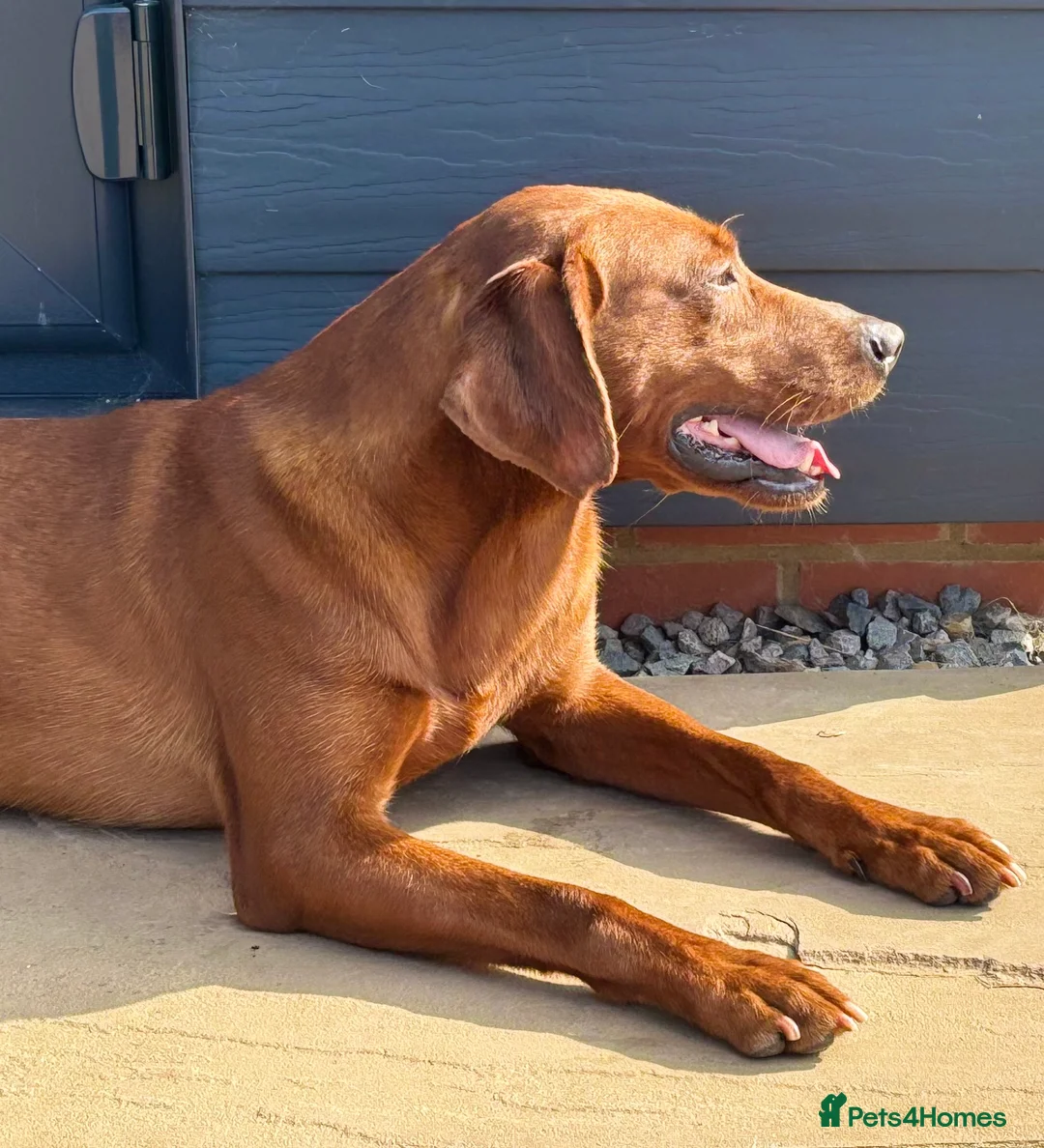 Labrador Retriever dogs for stud: Stunning Dark Red KC Reg Labrador  - Advert 6