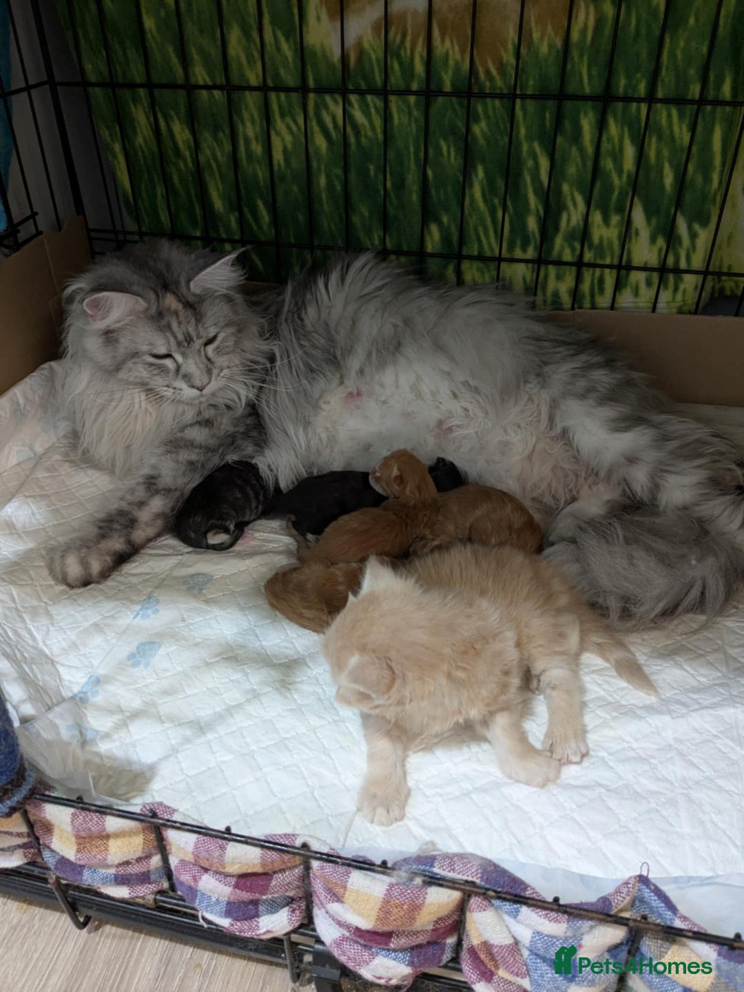 Maine Coon cats for sale: 'PuuureLove' Maine Coon kittens  - Image 14