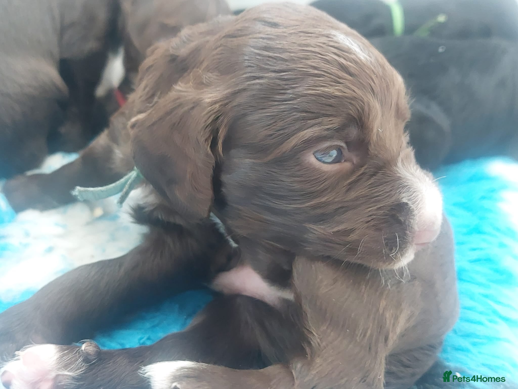 Sprocker dogs for sale: Sprocker Spaniel DWKC registered working line pups - Advert 20
