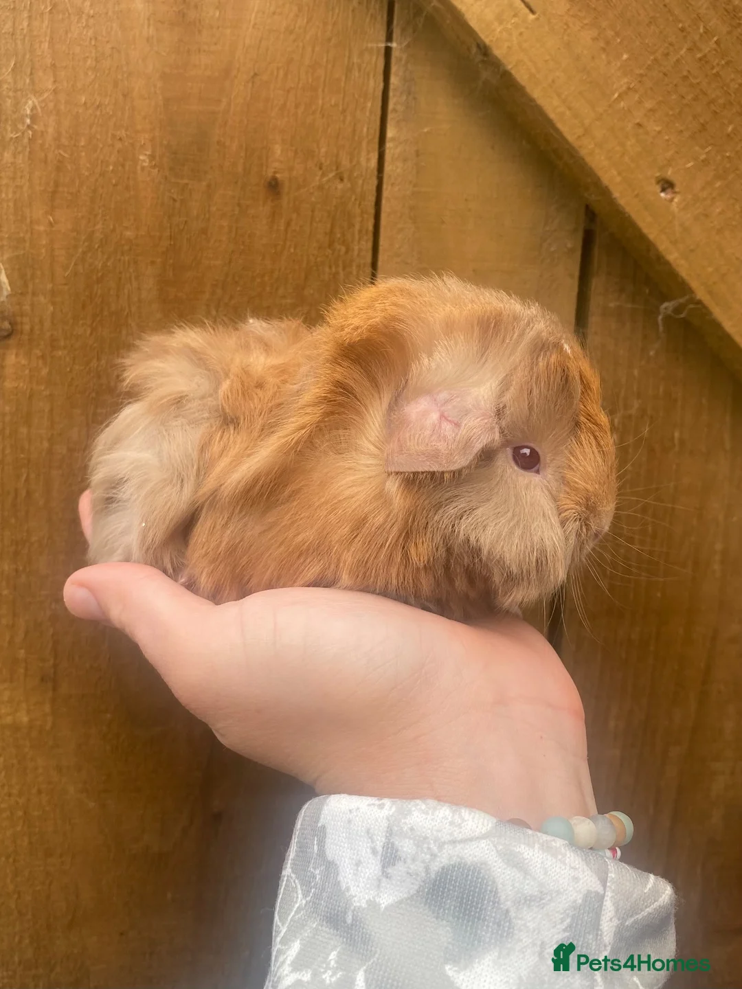 Mini Lop rabbits for sale: Long Haired Guinea Pigs For Sale  - Advert 1
