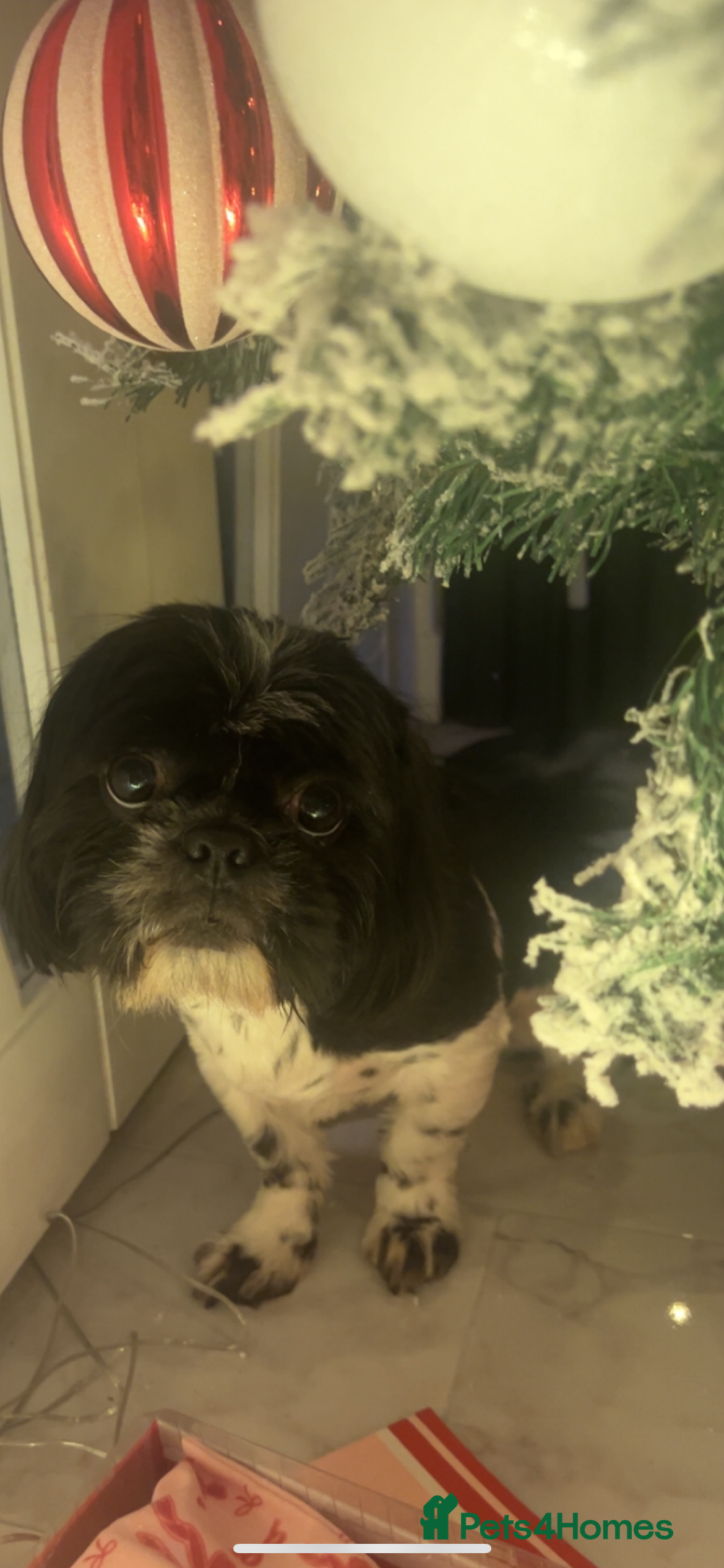 Shih Tzu dogs Shih tzu for stud  - Advert 3