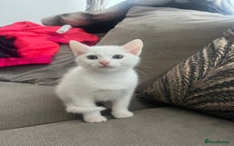 Mixed Breed cats for sale: 3 kittens ready for loving home - Image 4