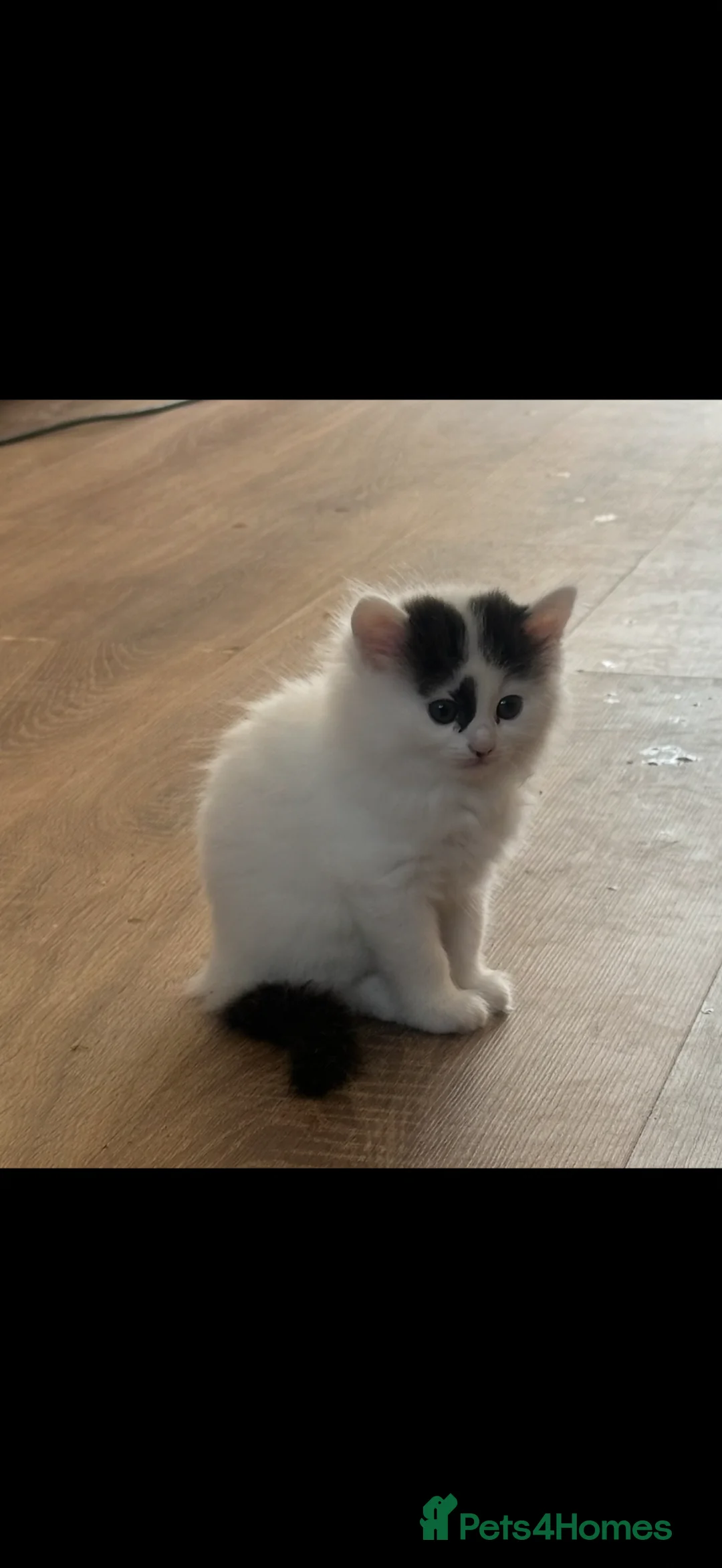 Mixed Breed cats for sale: 5 beautiful black and white kittens.READY TO GO!!  in Lichfield - Advert 9