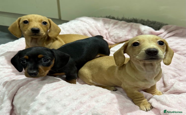 Miniature Dachshund dogs - Advert 6