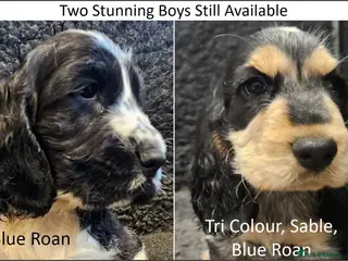Cocker Spaniel dogs Stunning Show Cockers. Health Tested/KC Registered - Advert 4