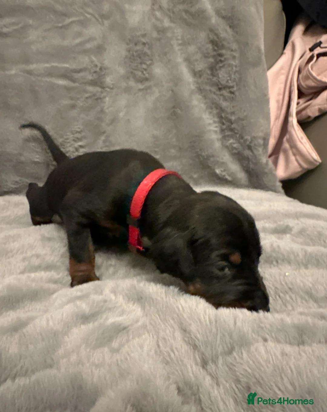 Dobermann dogs for sale: Amazing Dobermann puppies.  - Advert 4