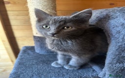 Ragdoll cats for sale: Ragdolls for sale  - Image 8