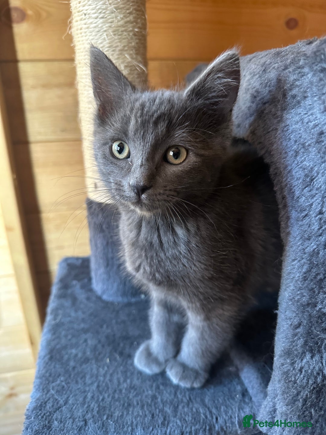 Ragdoll cats for sale: Ragdolls for sale  - Image 8