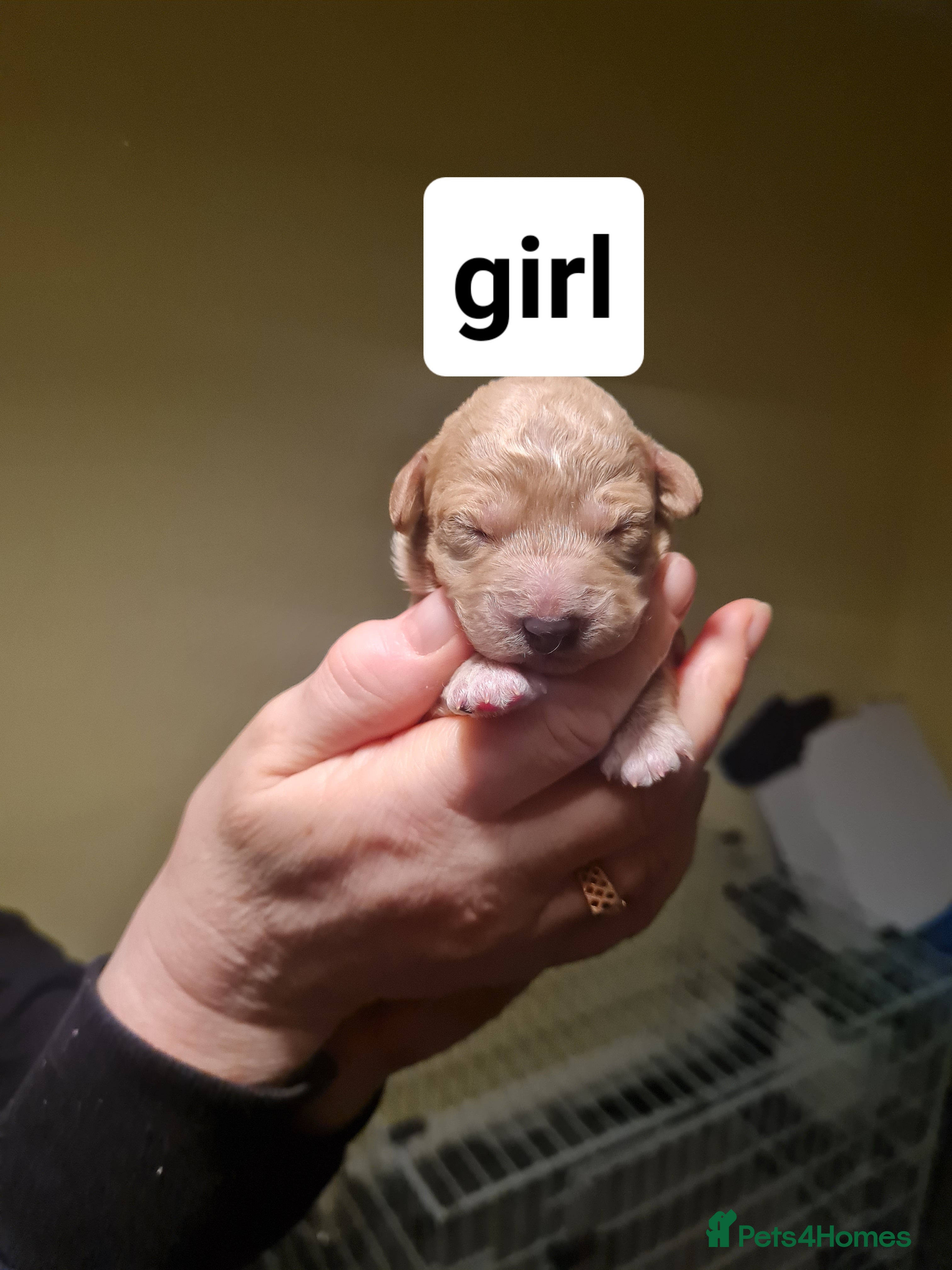 Poochon dogs 4 beautiful fluffy poochon puppies for sale - Advert 2