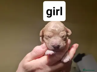 Poochon dogs 4 beautiful fluffy poochon puppies for sale - Advert 2