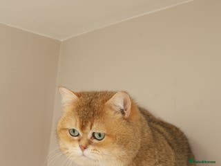 British Shorthair cats British shorthair Gold Ny12 in Nottingham - Advert 8