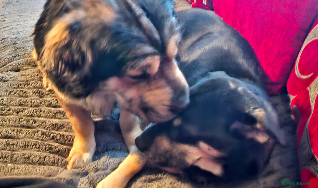 Mixed Breed dogs for sale: Rus-A-Pei ( Rare ) - Advert 14