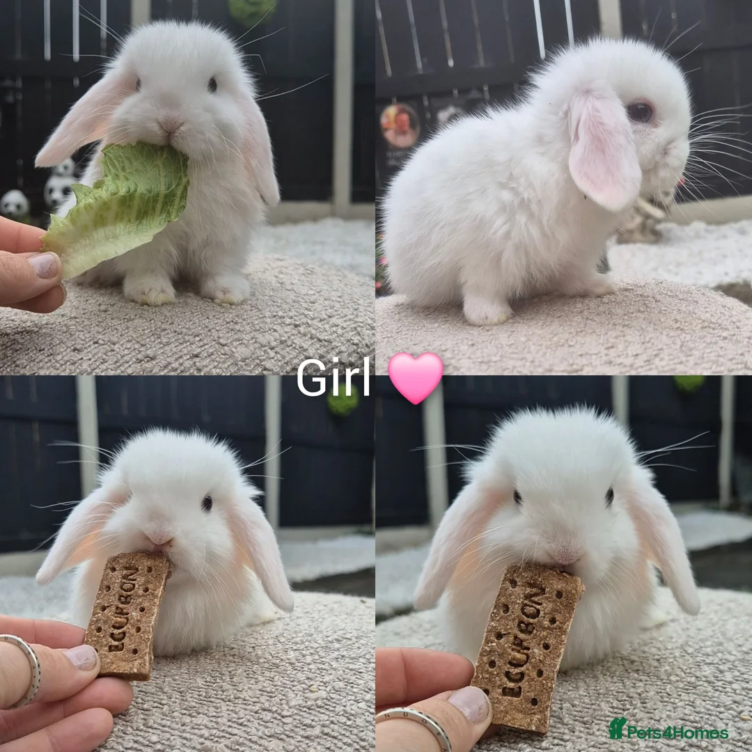 Mini Lop rabbits for sale: Mini lop Rabbit  - Advert 2