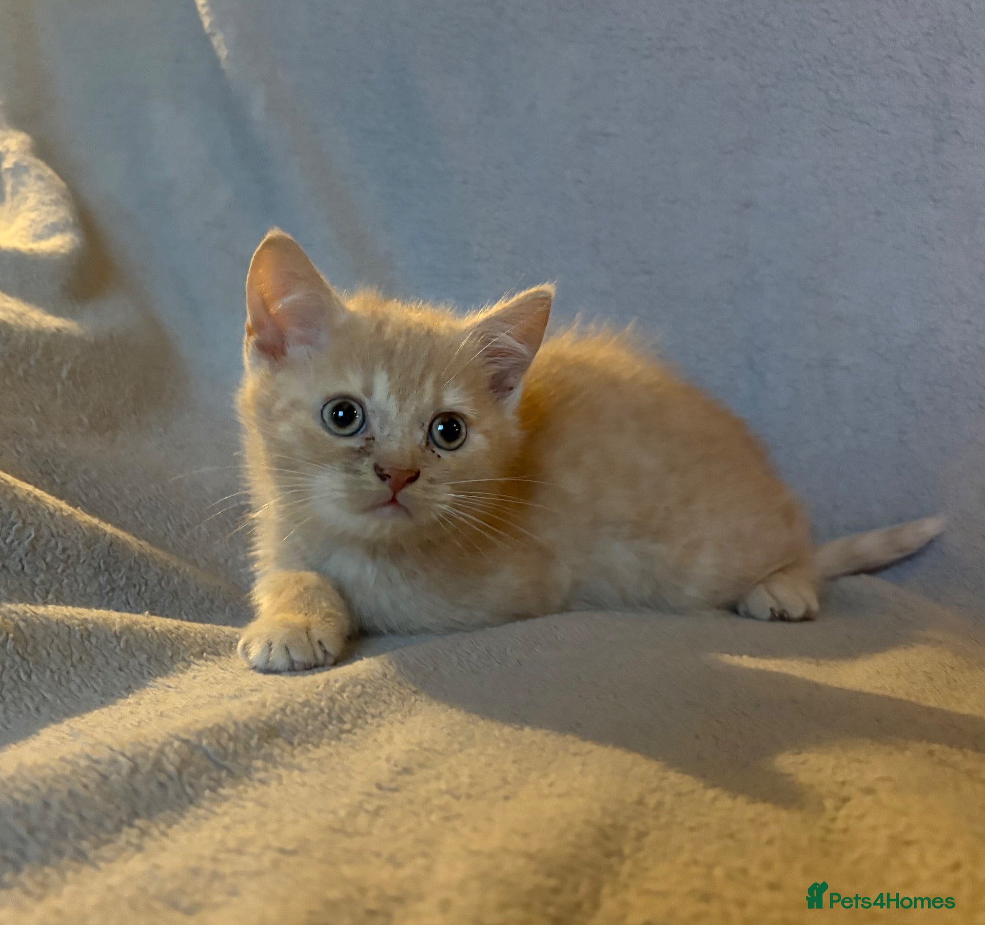 British Shorthair cats Last of his litter! - Advert 8