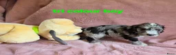Cockapoo dogs for sale: Rare coloured f1 cockapoo pups - Advert 14