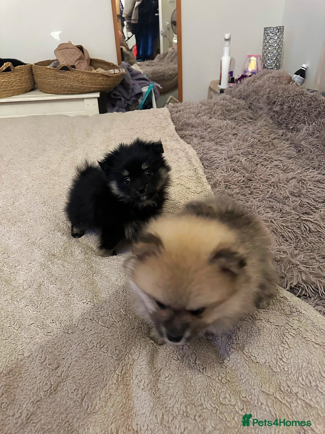 Pomeranian dogs for sale: Pomeranian puppy’s for sale - Advert 5