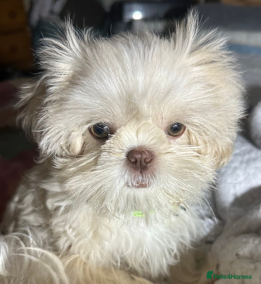 Shih Tzu dogs for sale: Lavender White Imperial Shih Tzu Puppies - Advert 34