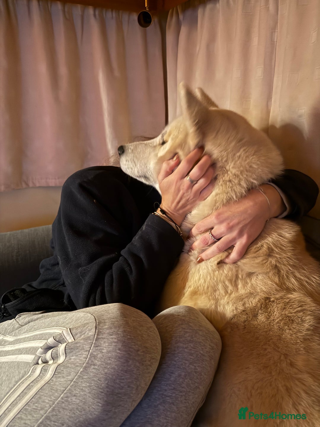 Siberian Husky dogs for sale: White male husky- 3 years old - Image 7