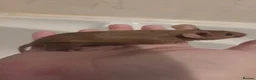 Mouse rodents for sale: Young female mice - Advert 6