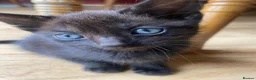 Mixed Breed cats for sale: 6 very sweet Kitties - Advert 12