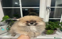 Pomeranian dogs for sale: 4 lovely Pomeranian Puppies for sale AVAILABLE NOW - Image 10