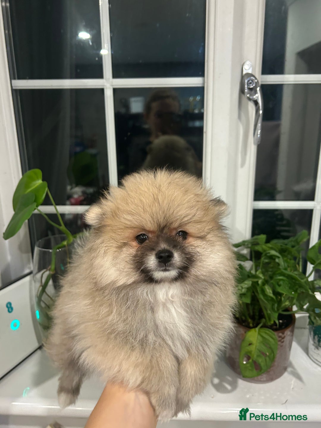 Pomeranian dogs for sale: 4 lovely Pomeranian Puppies for sale AVAILABLE NOW - Image 10