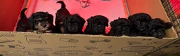 Cavapoo dogs for sale: Cavapoo Puppies  - Advert 13