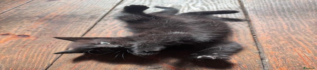 British Longhair Kitten 2