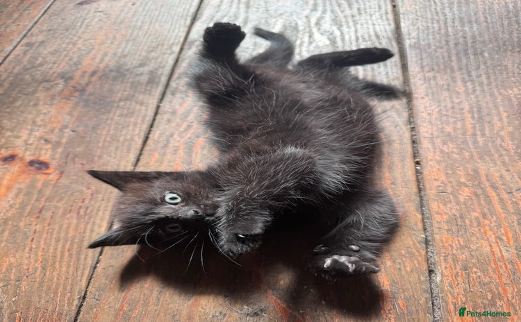 British Longhair cats - Advert 13