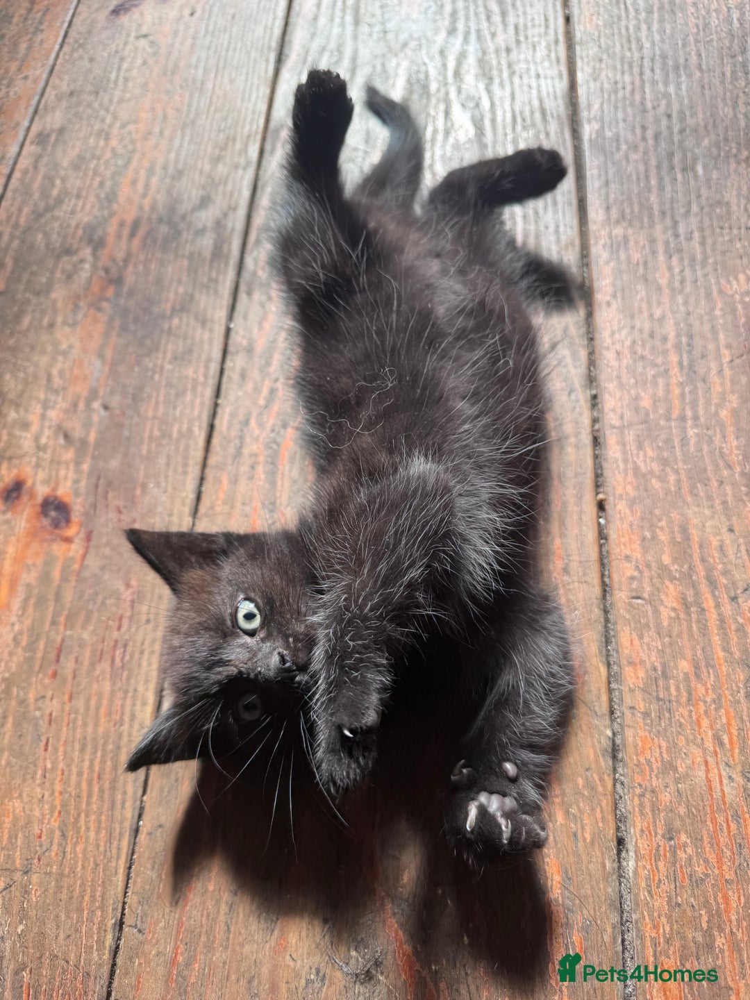 British Longhair cats for sale: 4 beautiful kittens - Image 1