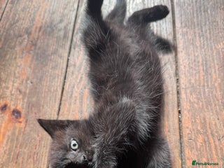 British Longhair cats - Advert 26