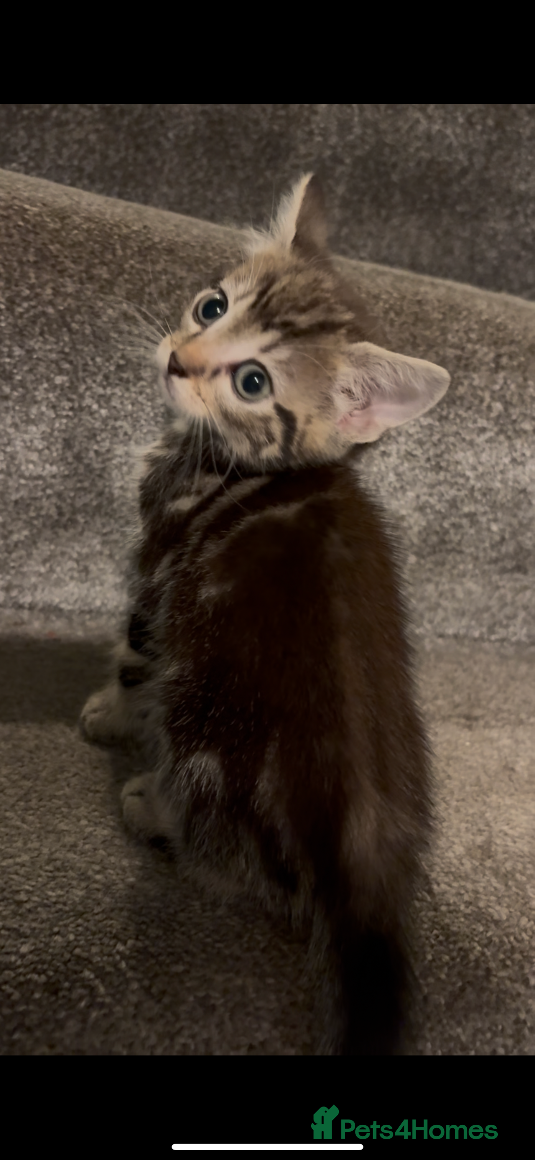 British Shorthair cats for sale: Tabby kittens looking for loving home  - Image 12