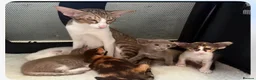 Siamese cats for sale: 🐾 **Gorgeous Oriental Shorthair & Siamese Kittens - Advert 1