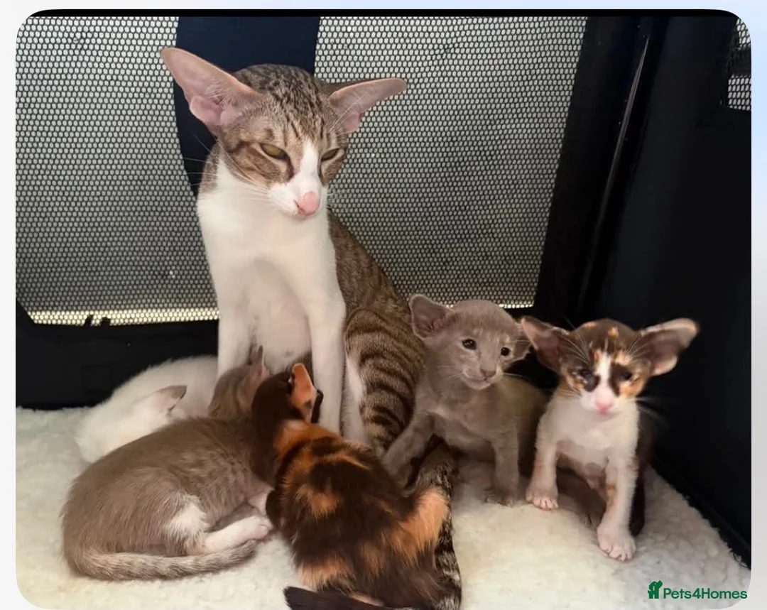 Siamese cats for sale: 🐾 **Gorgeous Oriental Shorthair & Siamese Kittens - Advert 1