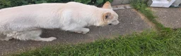 German Shepherd dogs for sale: Beautiful Rare German Shepherd Puppies  - Advert 1