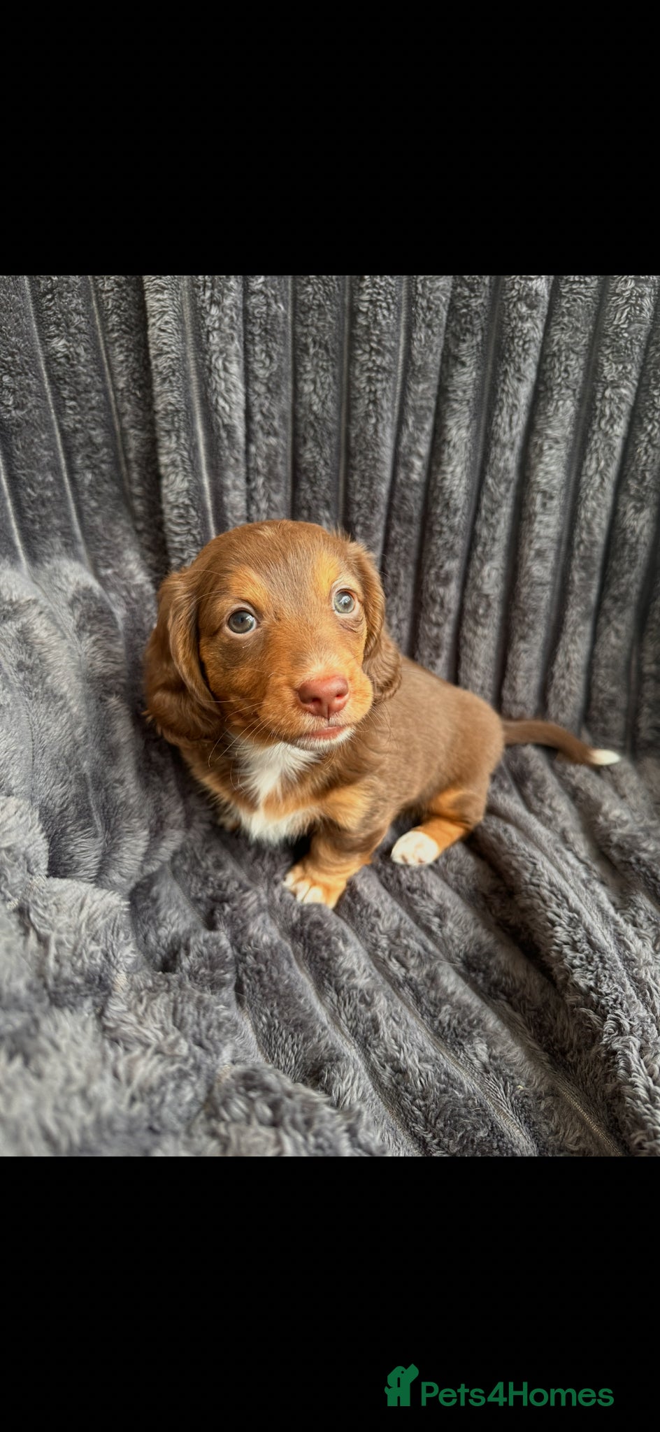 Dachshund dogs Miniature fluffy dauchand - Advert 1
