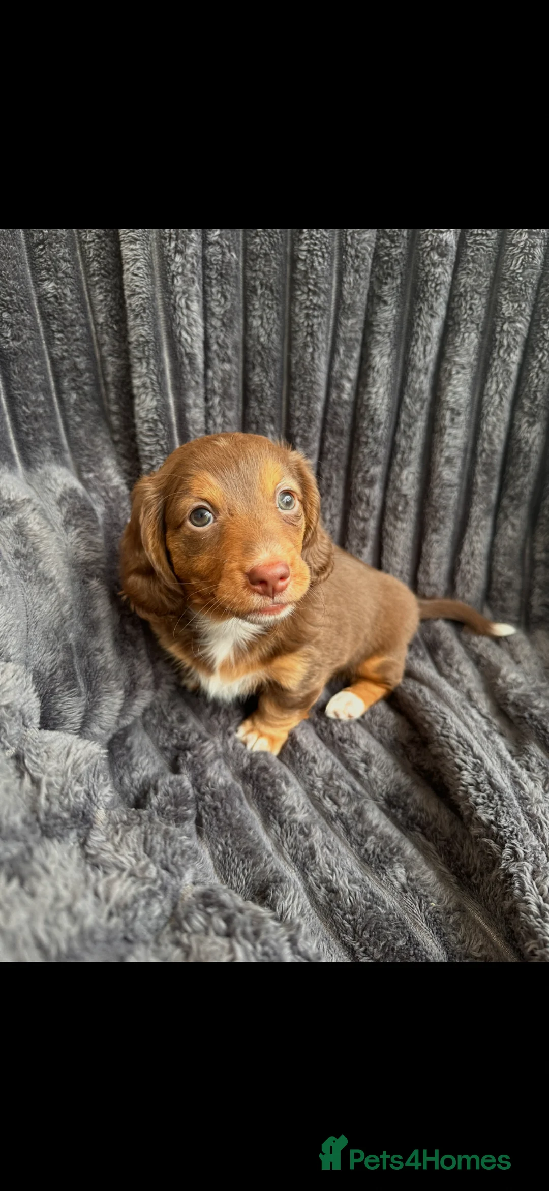 Dachshund dogs for sale: Miniature fluffy dauchand - Advert 1